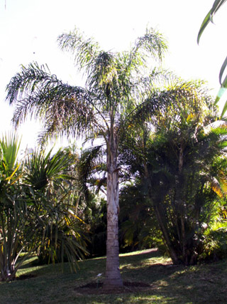Palmier reine. Queen palm. Syagrus romanzoffiana.