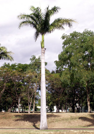 Roystonea regia. Palmier royal. Royal palm.