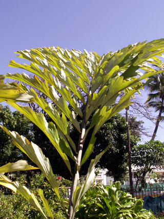 Arenga undulatifolia, Palmier sagou.