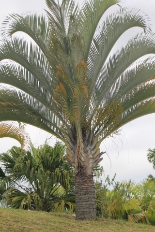 Palmier triangle Dypsis decaryi.