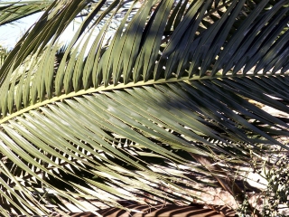 Dictyosperma album. Palmiste blanc.