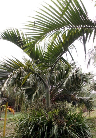 Hyophorbe indica Gaertn, palmiste poison.