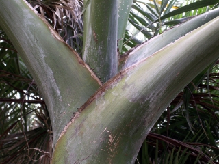 Hyophorbe indica Gaertn, palmiste poison.
