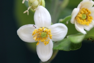 Fleur : Citrus maxima.
