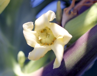 Fleur femelle de papayer. Carica papaya L.