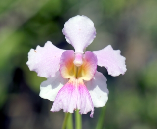 Orchidée : Papilionanthe Miss Joaquim.