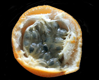 Fruit Passiflora ligularis