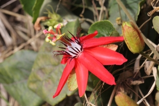 Fleur Passiflora miniata.