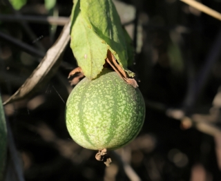 Fruit Passiflora miniata.