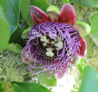 Passiflora quadrangularis.