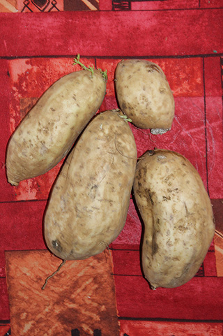 Ipomoea batatas (L.) Lam.
