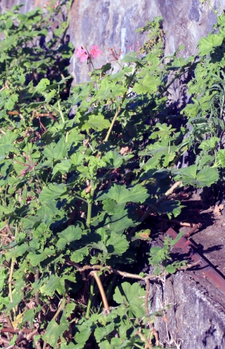 Pelargonium inquinans (L.) Aiton.