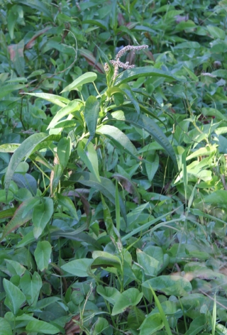 Persicaria senegalensis.