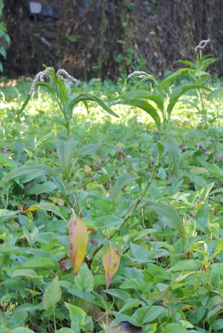 Persicaria senegalensis.