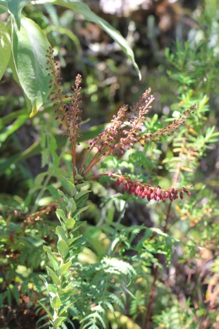 Agarista buxifolia.