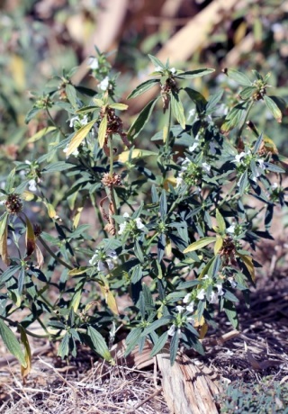 Leucas aspera (Willd.) Link. Chapeau chinois.