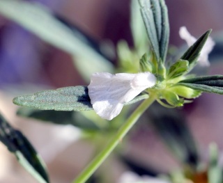 Leucas aspera (Willd.) Link.