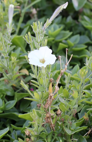 Petunia x hybrida hort. ex E. Vilm.