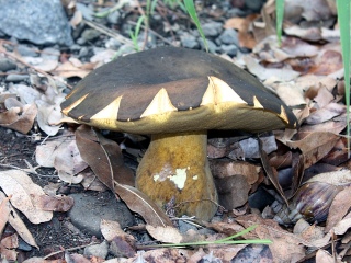 Phlebopus marginatus Champignon forêt de l'étang-salé.