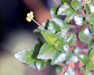 Pilea urticifolia.