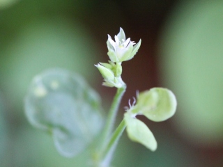 Drymaria cordata (L.) Willd. ex Schult.