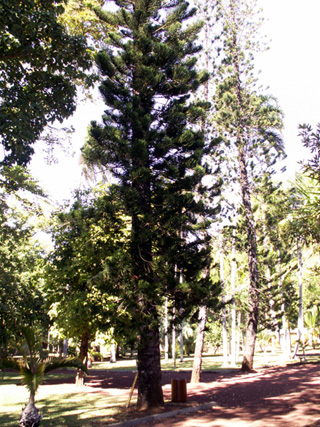 Araucaria columnaris, Pin de Cook ou Araucaria colonnaire.