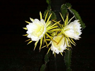 Fleurs Hylocereus undatus.