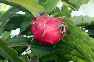 Hylocereus undatus (Haw.) Britton et Rose. Pitahaya ou pitaya Raquette Tortue.