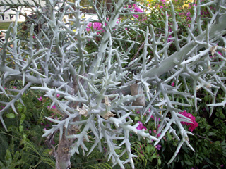 Euphorbia tirucalli L. Euphorbe Crayon. Plante Crayon.