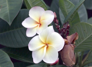 Arbre à fleurs blanches odorantes