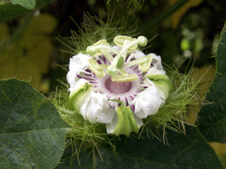 Passiflora foetida.