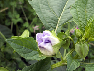 Nicandra physalodes. Poc poc fleur bleue.