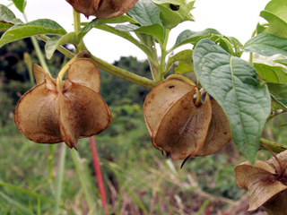 Fruits Nicandra physaloides.