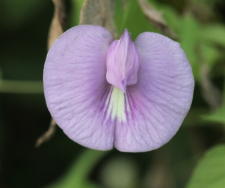 Centrosema virginianum (L.) Benth. Fleur.