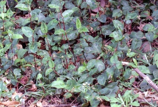 Persicaria chinensis.