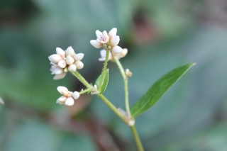 Fleurs : Persicaria chinensis.