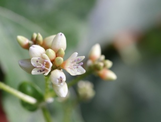 Fleurs Persicaria chinensis.