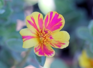 Fleur Portulaca grandiflora.