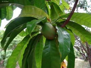 Pouteria campechiana. Fruit.