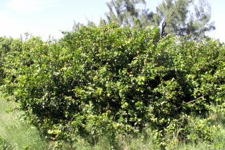 Flacourtia indica (Burm. f.) Merr.