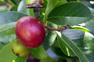 Flacourtia indica. Prune malgache.