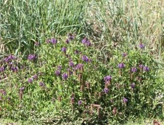 Prunella vulgaris. Herbe Catois. Brunelle commune.