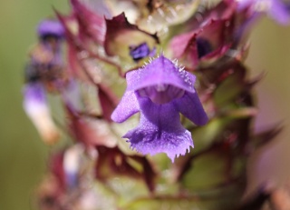 Prunella vulgaris. Fleur.