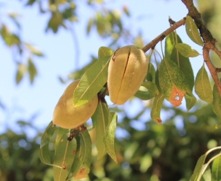 Prunus dulcis (Mill.) Webb