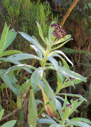 Psiadia anchusifolia (Poir.) Cordem.