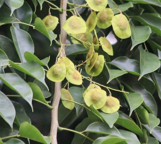 Pterocarpus indicus Willd.