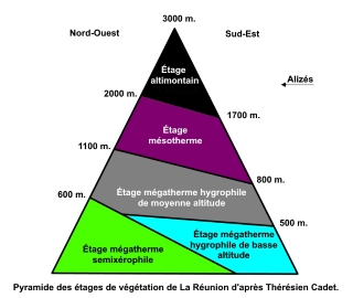 Pyramide des étages de la végétation de La Réunion.
