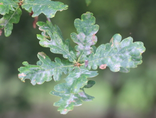 Quercus robur L, Chêne pédonculé.