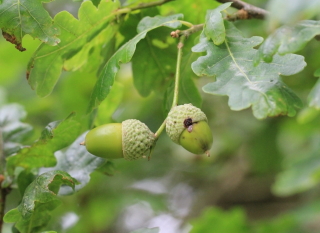 Quercus robur L, Chêne pédonculé.
