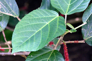 Acalypha hispida Burm. f.